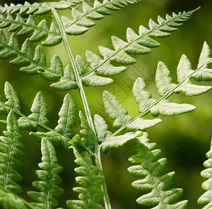 Fern背景宏观植物热带丛林叶子绿色图片