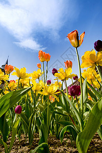 图lip & Daffodils图片