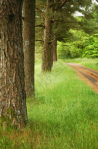 森林和森林道路图片