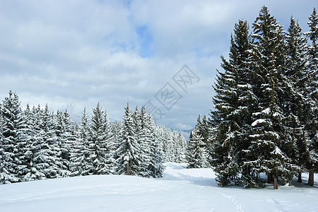 冬季森林针叶树公园天气粉末季节暴风雪针叶降雪荒野松树图片