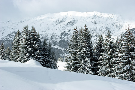冬季山的林木树木针叶旅行针叶树松树降雪公园场景云杉荒野图片