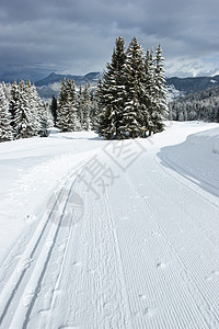 跨国滑雪赛道美容师高山积雪季节跑步森林假期树木运动松树图片