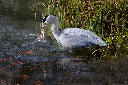 Grey Heron 与它的抓取图片