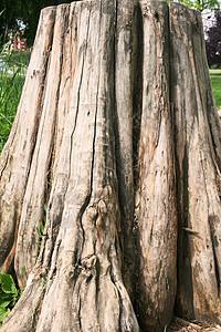 Gnarled 树缝合风化树叶藤蔓木头生活棕色叶子植物学绿色树干图片