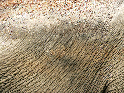 大象皮肤动物宏观荒野皮革背景图片