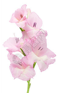 格迪欧卢斯植物紫色花束粉色宏观香水花瓣植物群白色花粉图片