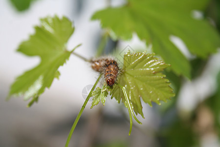 毛毛虫咀嚼野生动物柔毛生物条纹叶子橙子昆虫静脉蝴蝶图片