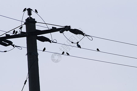 电线上的鸟类线条传播线路天空电力蓝色桁架电压活力技术图片