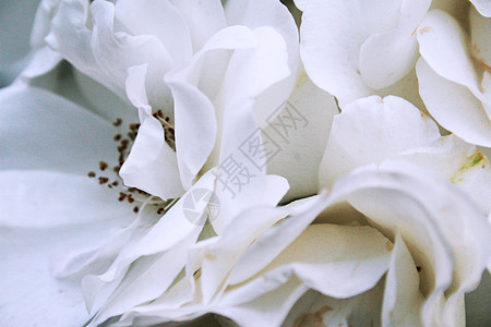 白玫瑰花植物群花瓣脆弱性发芽爱好季节树叶拇指园艺培育图片