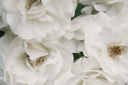 白玫瑰花植物花瓣花粉爱好发芽树叶花园季节植物群种植图片