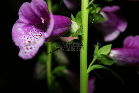 狐群种植树叶拇指花瓣培育爱好美丽花园植物群植物图片