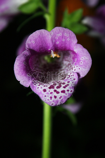 狐群园艺美丽叶子植物群培育紫色花园花瓣植物发芽图片