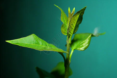 丁香叶园艺叶子植物群香味植物脆弱性种植蓝色紫丁香培育图片