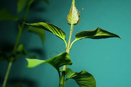 丁香叶花园植物群叶子季节紫丁香发芽生活园艺脆弱性移植背景图片