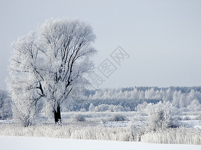 雪霜冬天植物森林风景地方白色背景