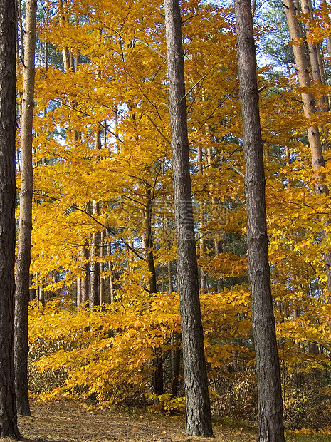 秋季2黄色森林分支机构绿色松树图片