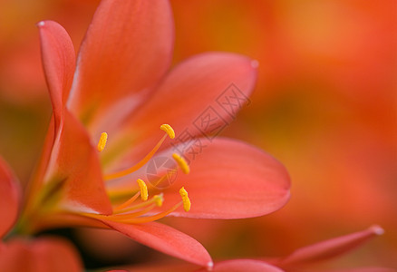 红青花图片