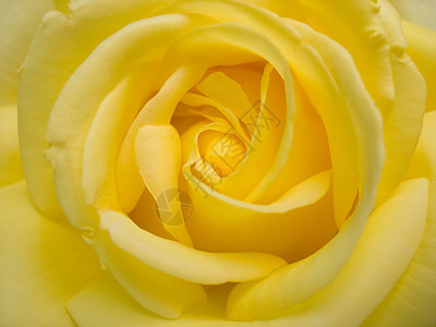 黄色黄玫瑰背景图片