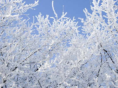冬天白色植物风景森林背景图片