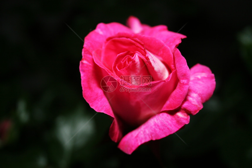 粉红玫瑰树叶美丽发芽植物群花瓣脆弱性植物花粉拇指叶子图片