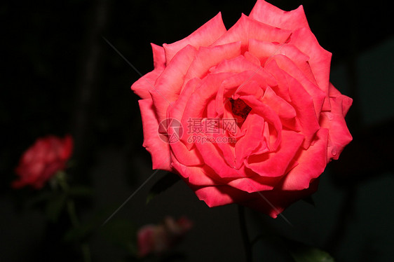 粉红玫瑰美丽脆弱性种植花粉花园植物群树叶爱好拇指杂草图片