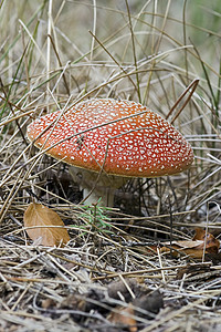 臭虫孔数雨后春笋菌类海绵蘑菇宏观菌盖高清图片