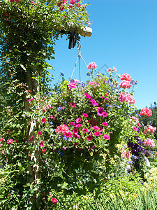不列颠哥伦比亚省维多利亚州布查特花园花园游客公园冥想风景照片花朵反射美丽树木图片