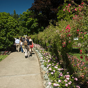 不列颠哥伦比亚省维多利亚州布查特花园旅行照片冥想美丽反射游客植物树木风景地标图片