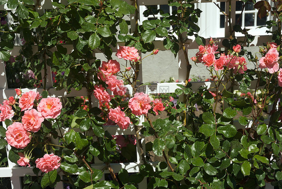 不列颠哥伦比亚省维多利亚州布查特花园风景反射照片冥想美丽树木植物花朵游客地标图片