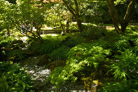 不列颠哥伦比亚省维多利亚州布查特花园树木公园风景花园反射植物美丽照片游客冥想图片