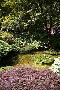 不列颠哥伦比亚省维多利亚州布查特花园照片冥想树木游客花朵花园美丽公园旅行风景图片