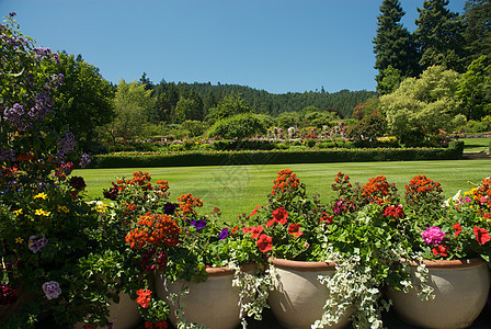 不列颠哥伦比亚省维多利亚州布查特花园美丽植物花园风景冥想树木花朵游客反射地标图片