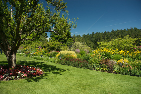 不列颠哥伦比亚省维多利亚州布查特花园美丽风景花园花朵照片树木游客植物地标公园图片