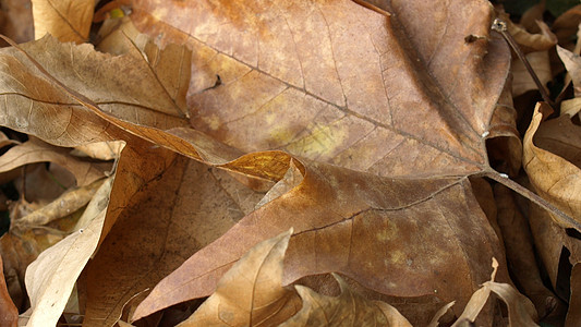 落叶棕色树叶叶子墙纸背景图片
