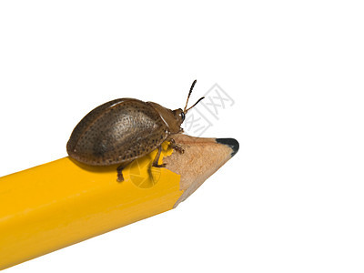 铅笔上的虫子黄色生活季节性叶子昆虫白色漏洞甲虫季节生长图片