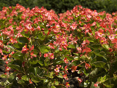 红花花绿色花粉花园花瓣花朵农村植物粉色红色植物学图片