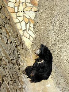 熊毛皮石头黑色地面角落动物群动物孤独动物园图片