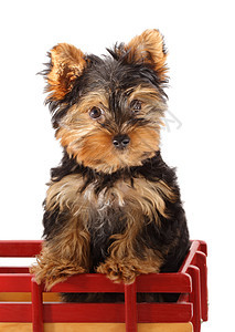日韩小狗婴儿动物红色毛皮朋友黑色宠物犬类图片