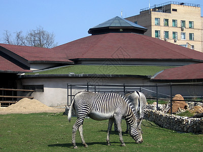 斑马荒野草地条纹动物群绿色动物动物园建筑图片