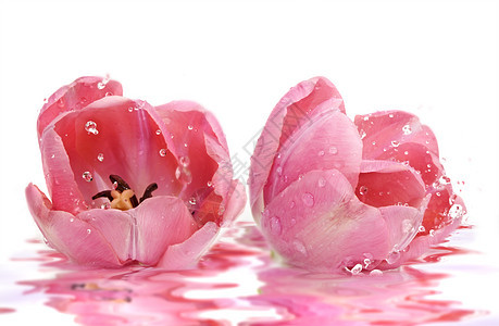 粉红色郁金花花瓣水滴粉色郁金香图片