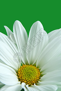 蓝菊绿色花瓣白色图片