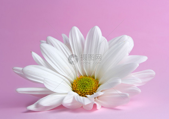 蓝菊花瓣粉色白色图片