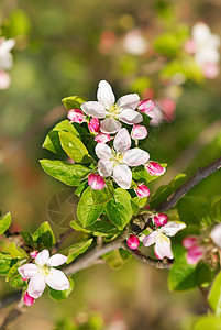 苹果花生活脆弱性蓝色宏观天空花瓣文化花园植物植物学图片