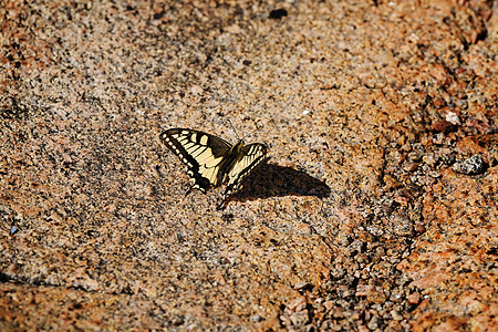 燕尾蝴蝶环境石头昆虫动物八角漏洞野生动物荒野宏观黄色图片