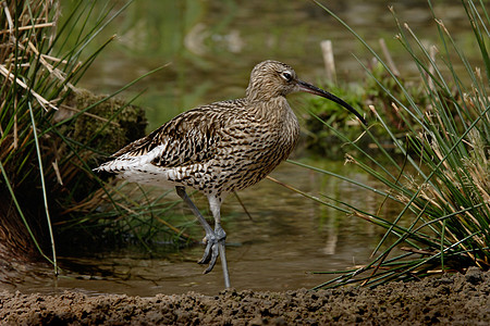 Curlew 曲线野生动物涉水图片