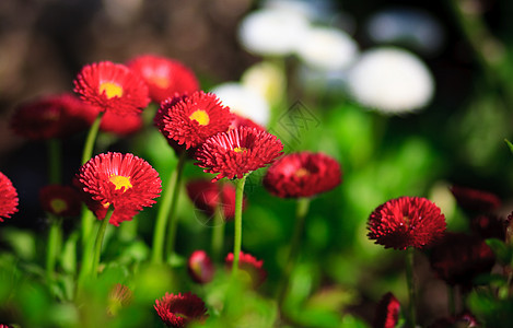 红花和白花阳光花园草地植物群蓝色环境甘菊季节药品美丽图片