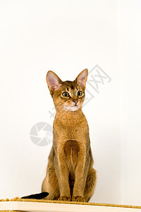 年轻的阿比西尼猫在行动眼睛老虎棕色动物小猫宠物剪裁条纹猫科家庭图片