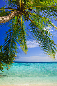 马尔代夫的热带天堂场景植物蓝色阳光太阳棕榈气候旅游叶子海岸线图片