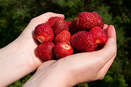 新鲜采摘草莓女孩小吃绿色浆果红色生产水果女士食物背景图片