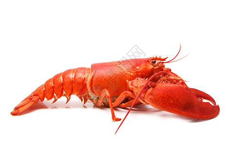 龙虾大哥红龙虾食物动物饮食红色营养海鲜龙虾甲壳背景